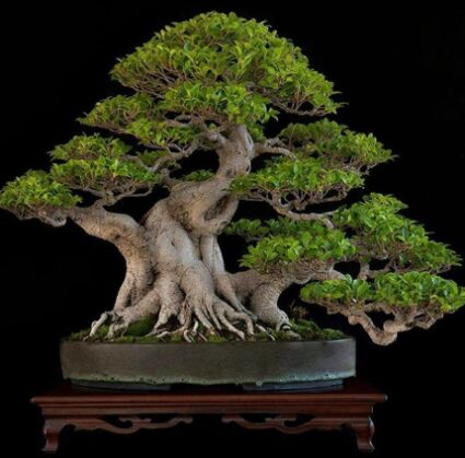 Zaužívaný pojem interiérový bonsai predstavuje skupinu stromov ktoré dokážeme pestovať v byte, v dome, na zasklenom balkóne a podobne. Jedná sa zväčša o rastliny pôvodom z tropických a subtropických oblastí. V BonsaiZone nájdete zástupcov aj týchto stromčekov.